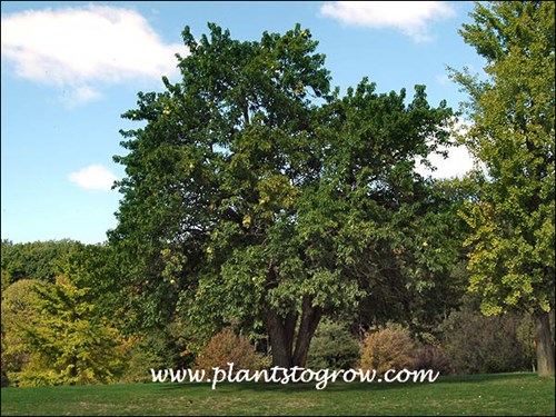 Osage Orange (Maclura pomifera)
If you look hard you can see the yellow fruit in the tree.
